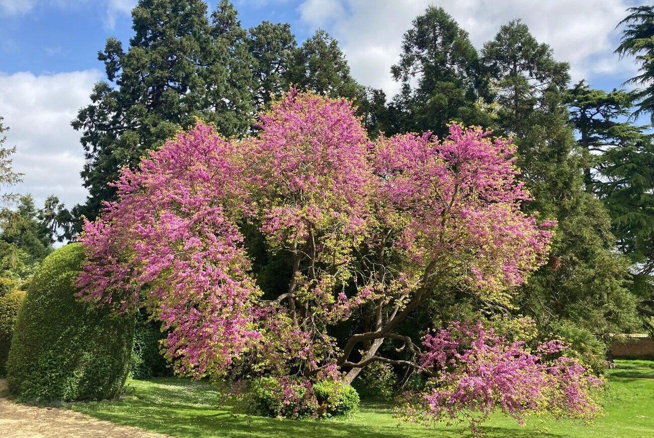 Cercis siliquastrum, The Judas Tree, is at its prime during May near the walled garden