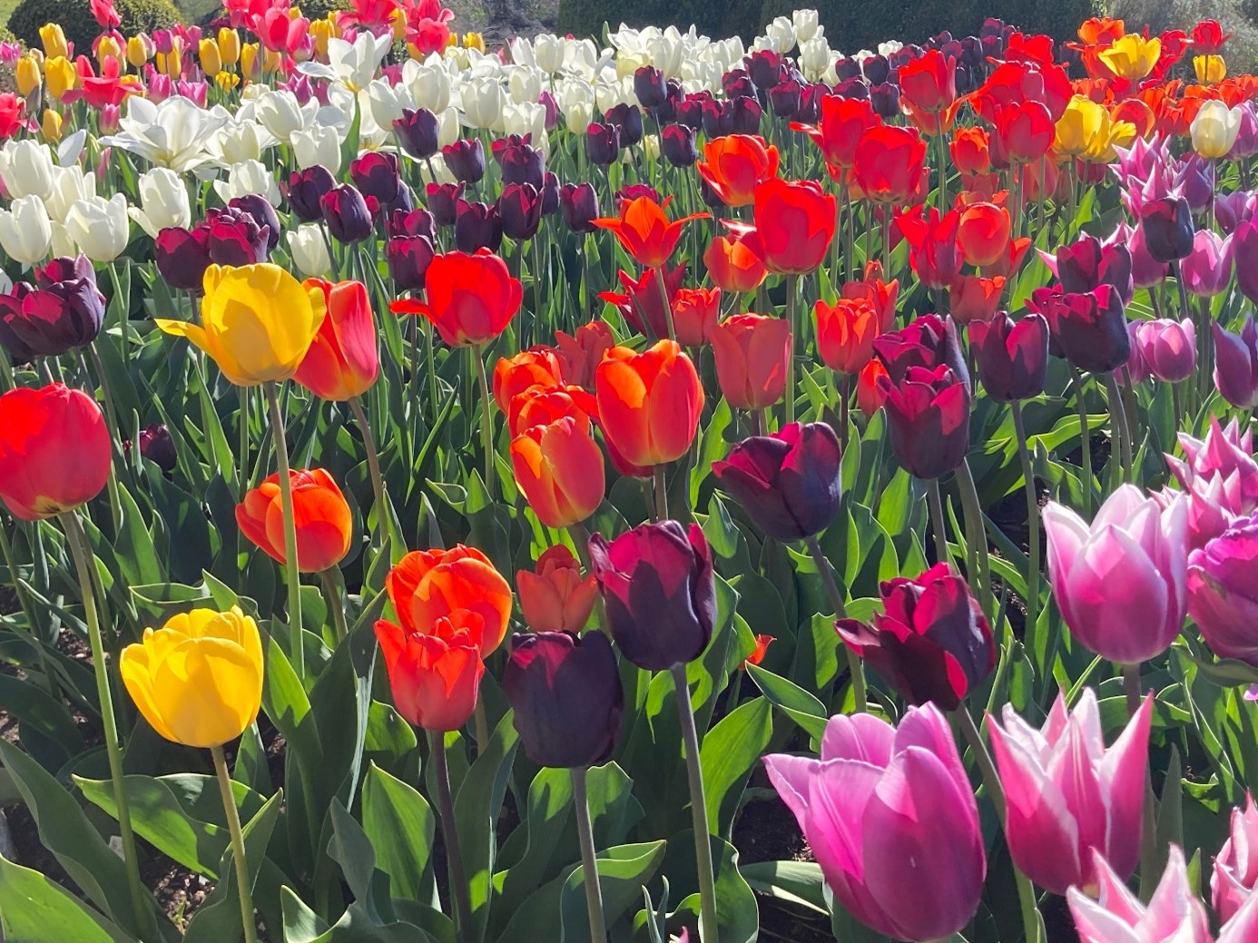 A variety of Tulips were grown this spring for cut flowers 