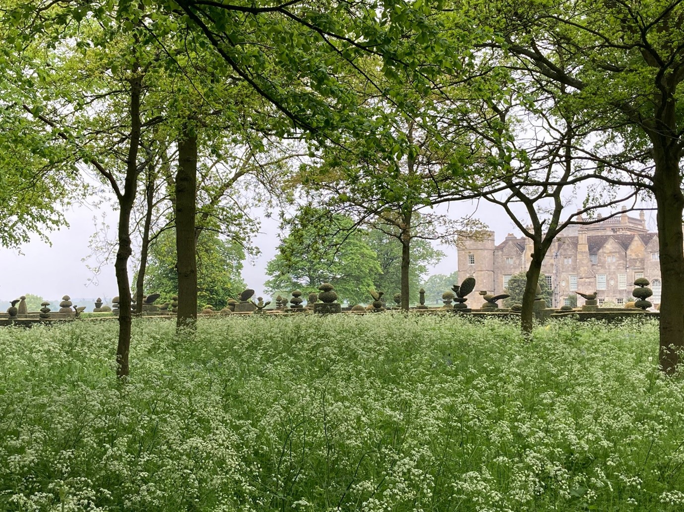 Billowing Anthriscus sylvestris, Cow Parsley softening the Topiary and Castle
