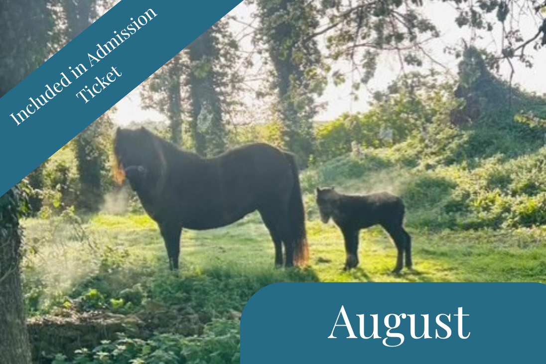 Shetland Pony Day